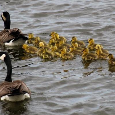 Familles nombreuses gale re ou vrai bonheur 00