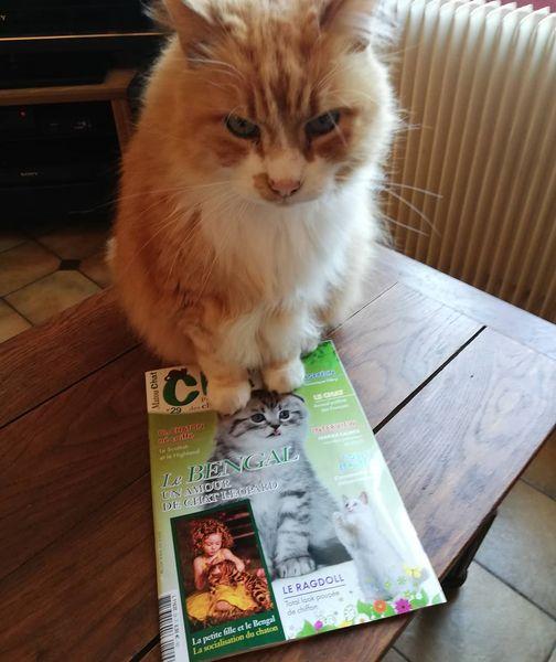 Matou chat avec camel